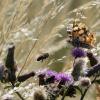 Leben in der Wiese Leben in der Wiese