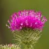 Blume im Morgentau Blume im Morgentau
