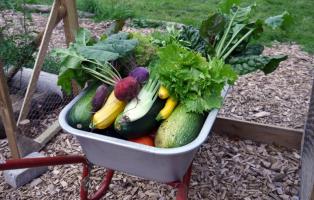 Ernte im Naturgarten Teutoburg