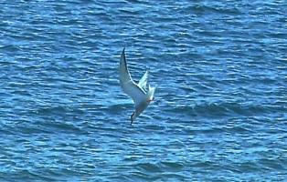 Die Seeschwalbe hat Beute entdeckt. Hier sollte ein Bild erscheinen!